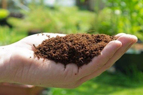 کشف ژنی که موجب افزایش عملکرد کود می گردد