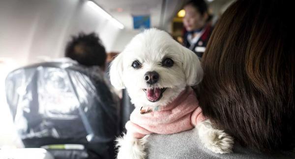 حمل حیوان خانگی با هواپیمایی ترکیش