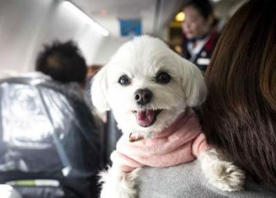 حمل حیوان خانگی با هواپیمایی ترکیش