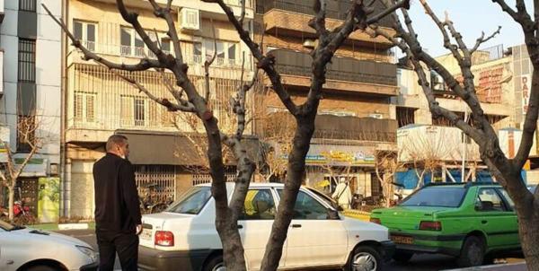 یک توضیح درباره موش های درختی خیابان طالقانی